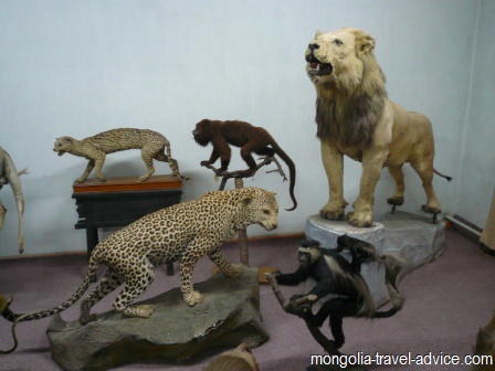 bogd khan museum ulan bator stuffed animals